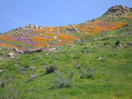 wildflowers near Lake Elsinore, California