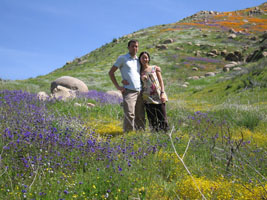 wildflowers near Lake Elsinore, California