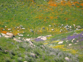 wildflowers near Lake Elsinore, California