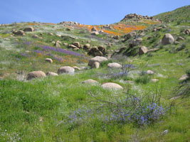 wildflowers near Lake Elsinore, California