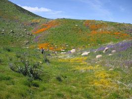 wildflowers near Lake Elsinore, California