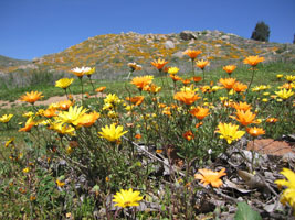 wildflowers near Lake Elsinore, California