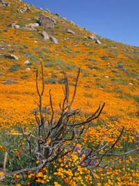 wildflowers near Lake Elsinore, California