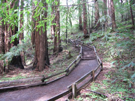 Muir woods redwood trees, California