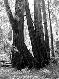 Muir redwoods
