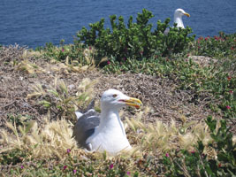 Nesting seagull, Anacapa Island, California