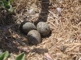 seagull eggs, Anacapa Island, California