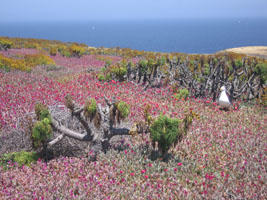 giant coreopsis and gull, Anacapa Island, California