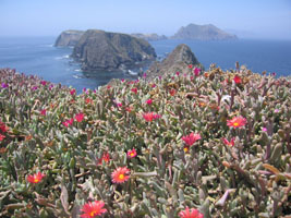ice plant in bloom, Inspiration Point, Anacapa Island, California