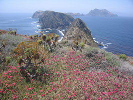 ice plant and coreopsis, Anacapa Island, California