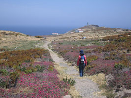 eastward view in May, Anacapa Island, California