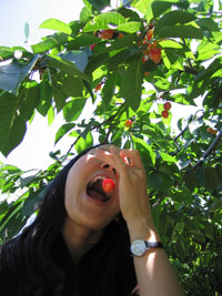 cherries leaving the tree