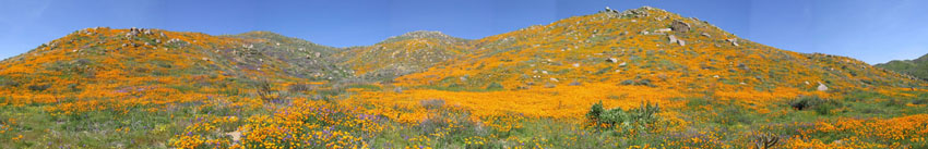 wildflowers near Lake Elsinore, California