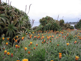 spring flowers and spidery plants