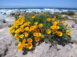 California poppies at Pebble Beach