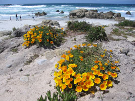 poppies on the beach