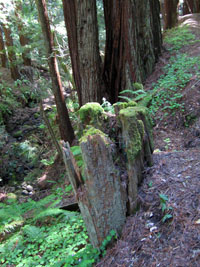 redwood forest