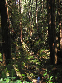 redwood forest