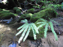 ferns in the redwoods
