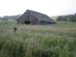 old barn in tall grass