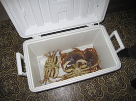crabs in the cooler