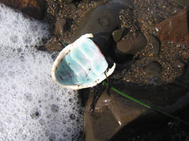 teal blue crustacean shell