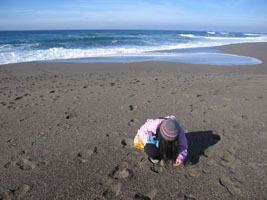 collecting pebbles on Point Reyes