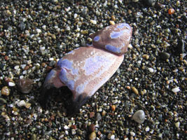 crab claw on the beach