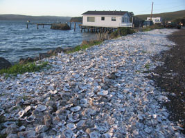 oyster shells line the roadside along Tomales Bay