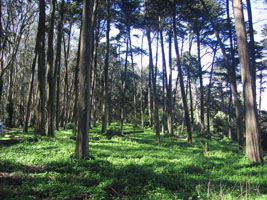 spring green in the Presidio