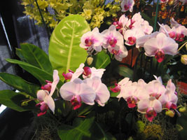 orchids