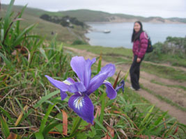 joy with iris