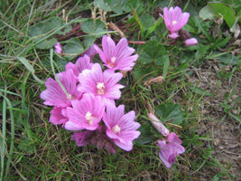 pink flowers