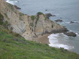 seals on the beach