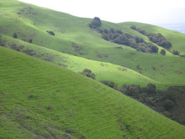 green hills of Fremont, CA