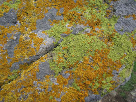 green and yellow lichens