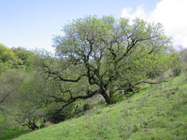 oak tree