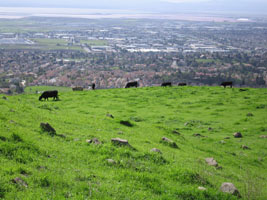 tri-tips grazing