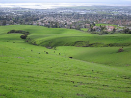 tri-tips grazing