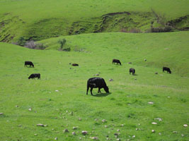 tri-tips grazing