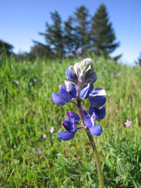 blooming lupine