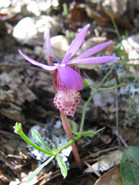 fairy slipper orchid, calypso bulbosa