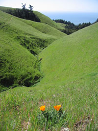 poppies, green grass, and the ocean beyond