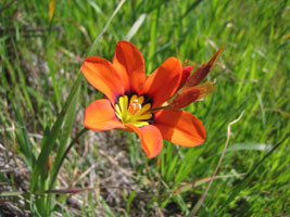 bright orange flower