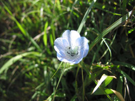 little blue flower