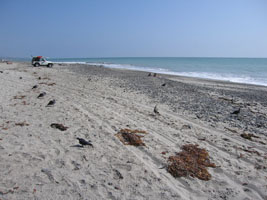 the beach near Dana Point, California