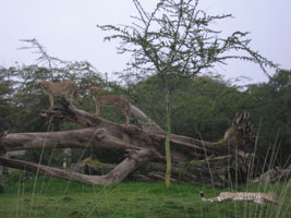 cheetahs at the San Diego Wild Animal Park