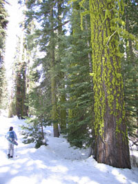 Joy walking past big trees