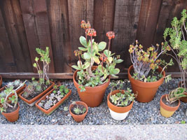 succulents in pots