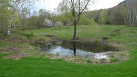 the pond, full of frogs